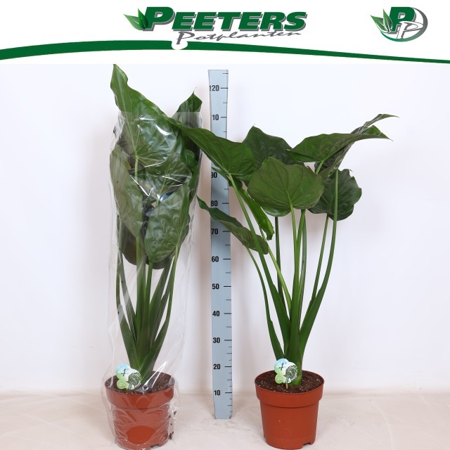 Aloc Cucullata 24P 110H 1stek