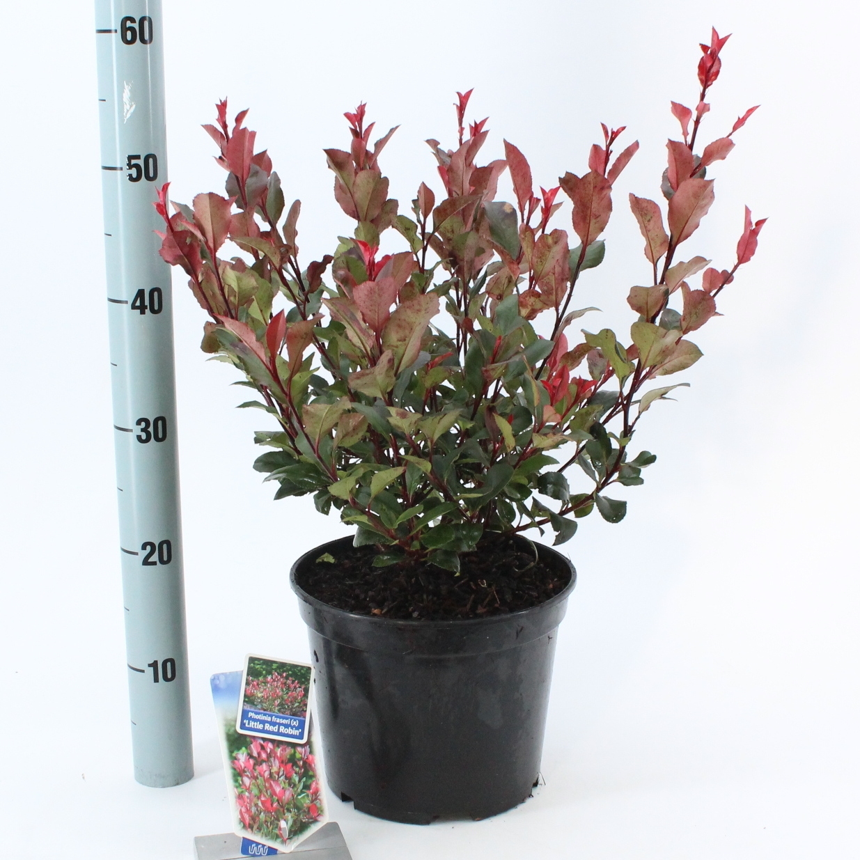 Picture of Photinia fraseri 'Little Red Robin'