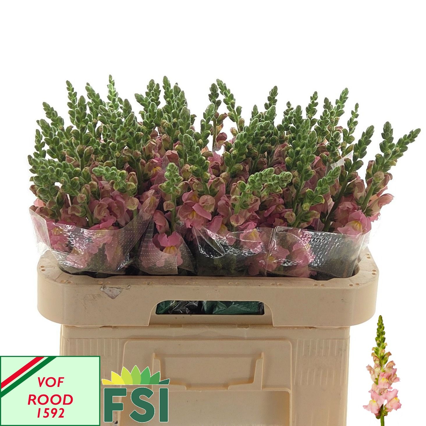 Antirrhinum Antibes Pink 60cm