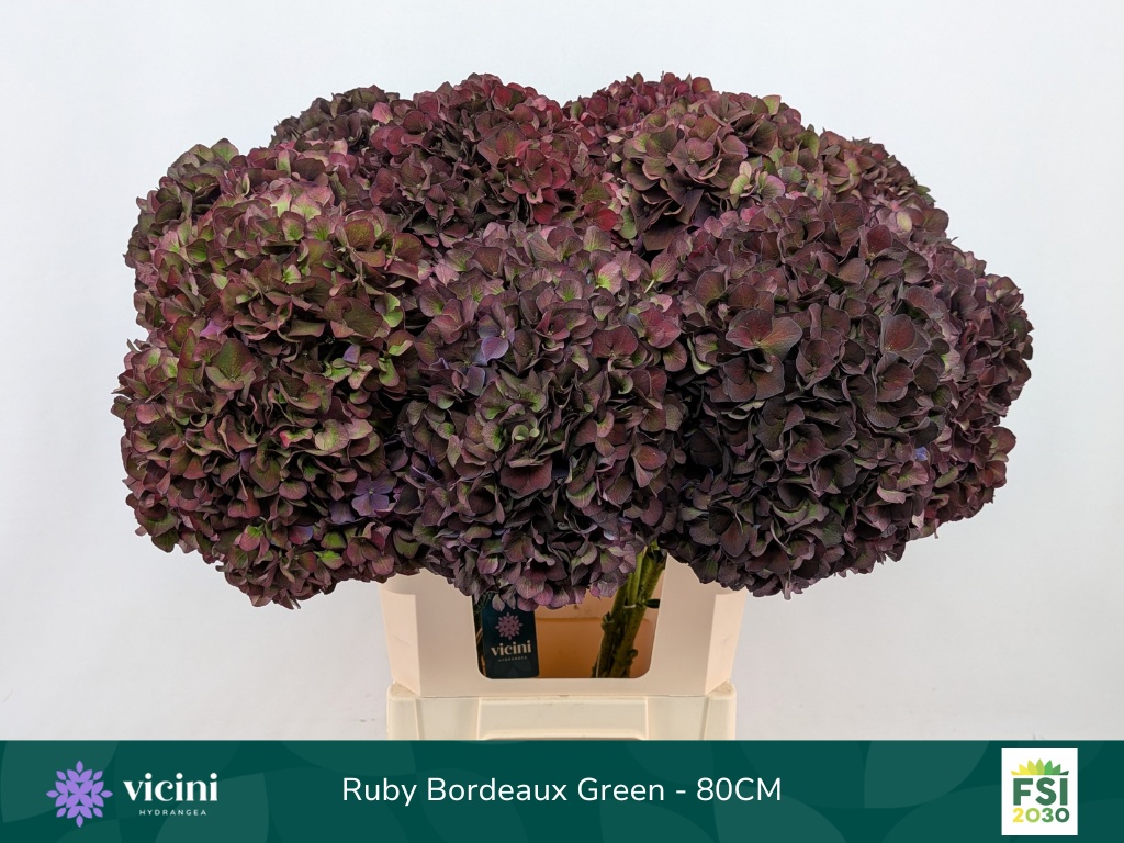 Hydrangea Ruby Choco 80cm 22Ø