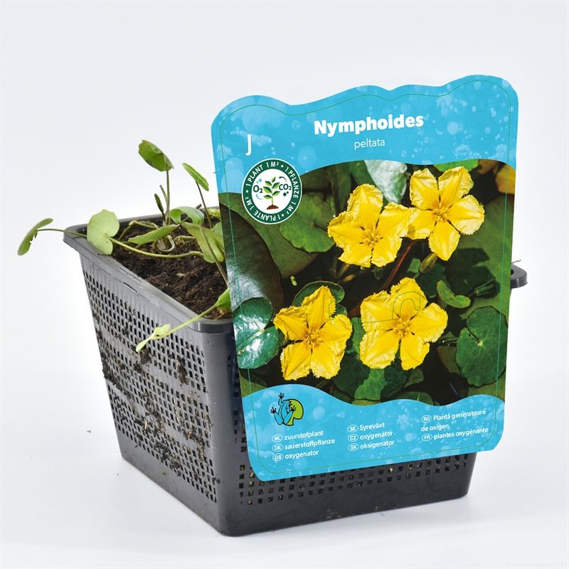 Nymphoides peltata