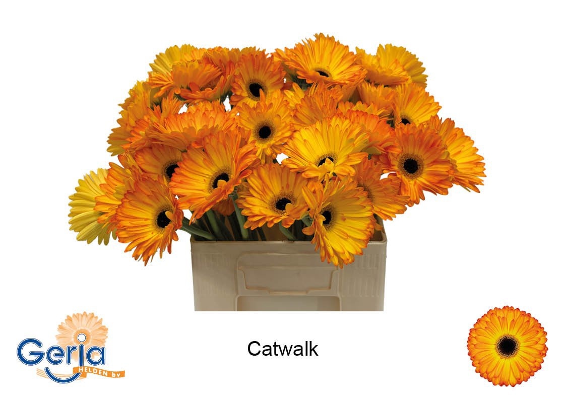 Gerbera Catwalk