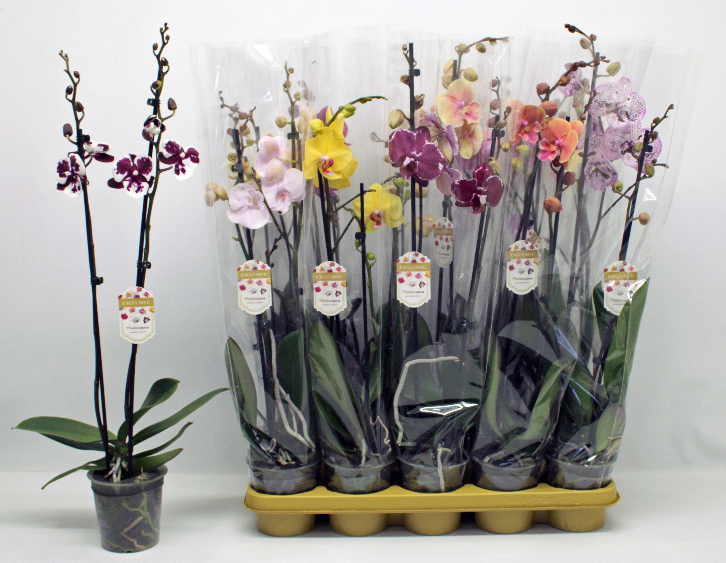Phalaenopsis Asst 12Ø 65cm