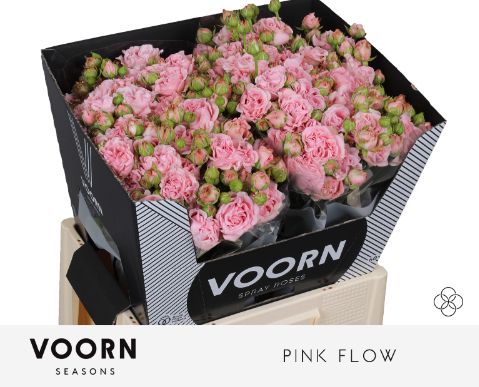 Rosa Spr Pink Flow 60cm