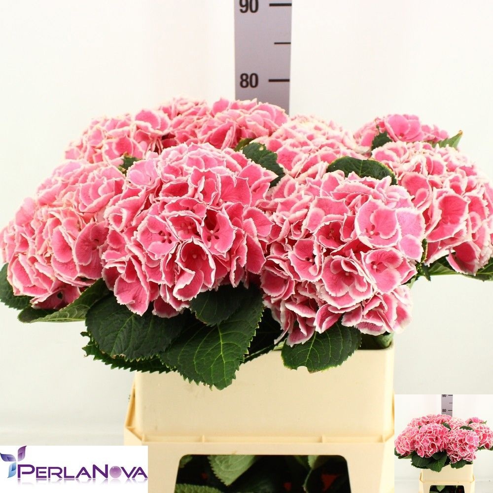 Hydr M My Beauti Ros 80cm 17Ø