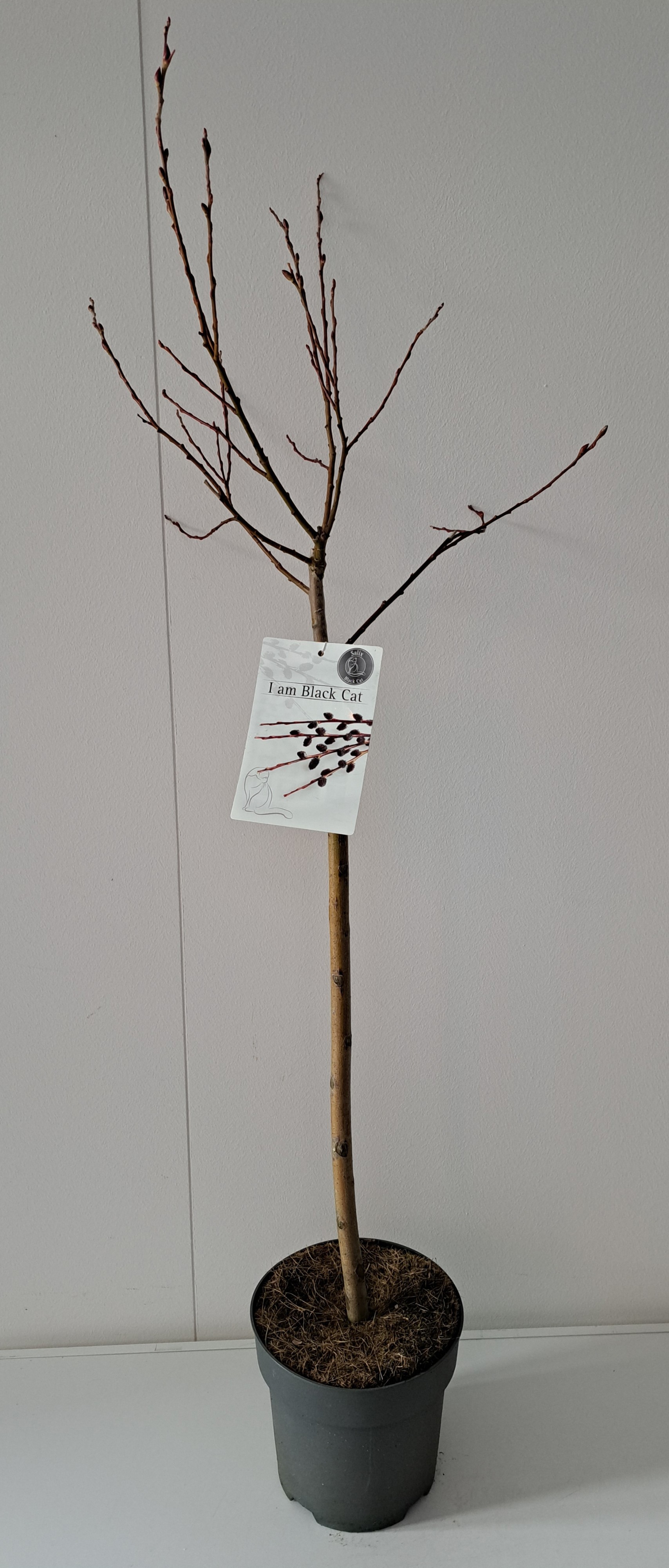 Picture of Salix Kurome stam 60