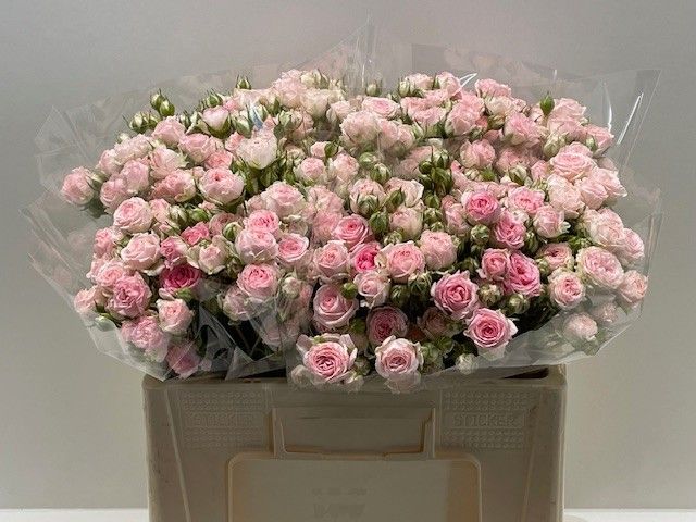 Rosa Spr Kate-lynn 50cm
