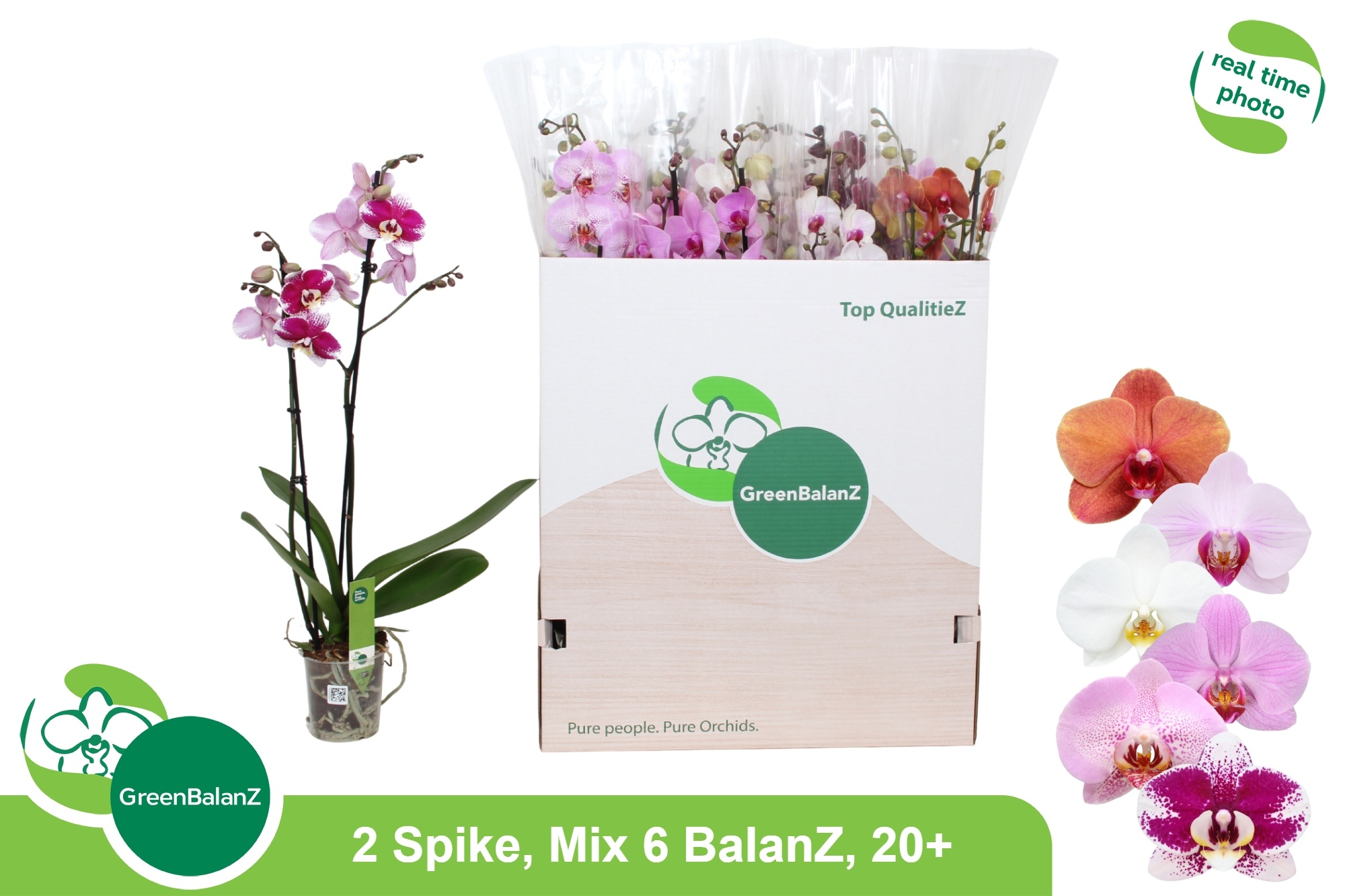 Phal Gem 6 Kl 12Ø 75cm