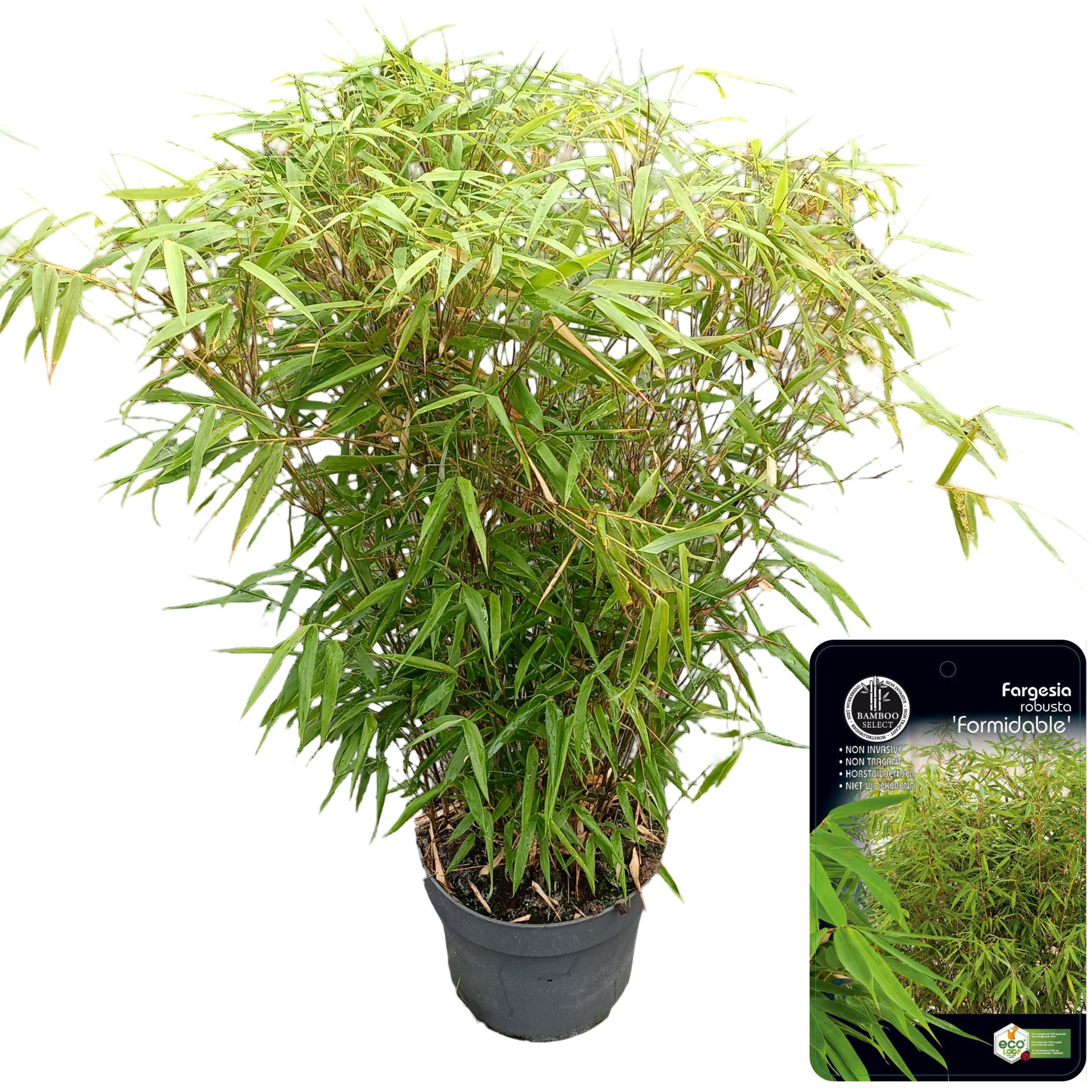 Picture of Fargesia robusta 'Formidable' C10
