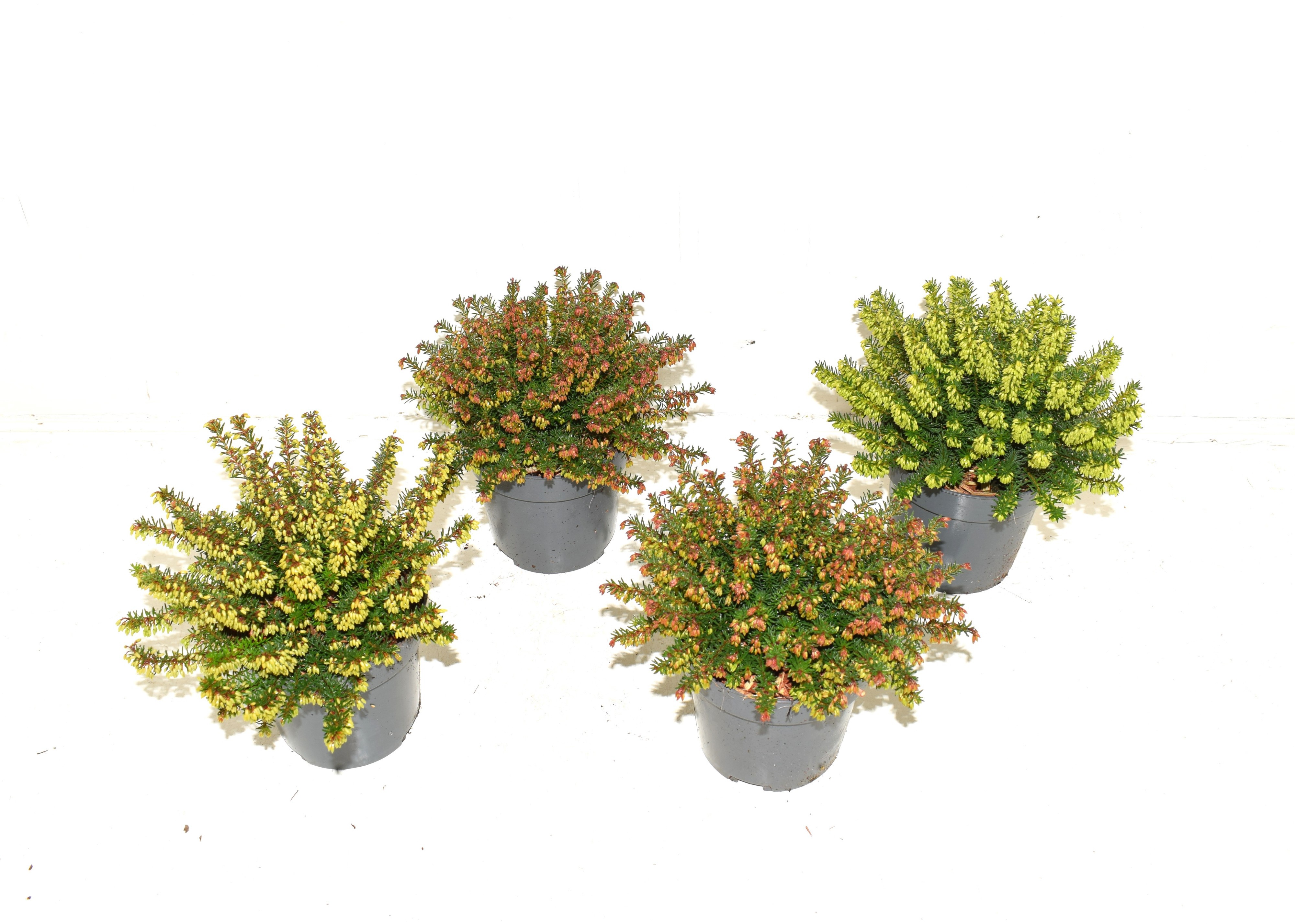 Erica carnea Winter Ladies Sarah, Rood mix
