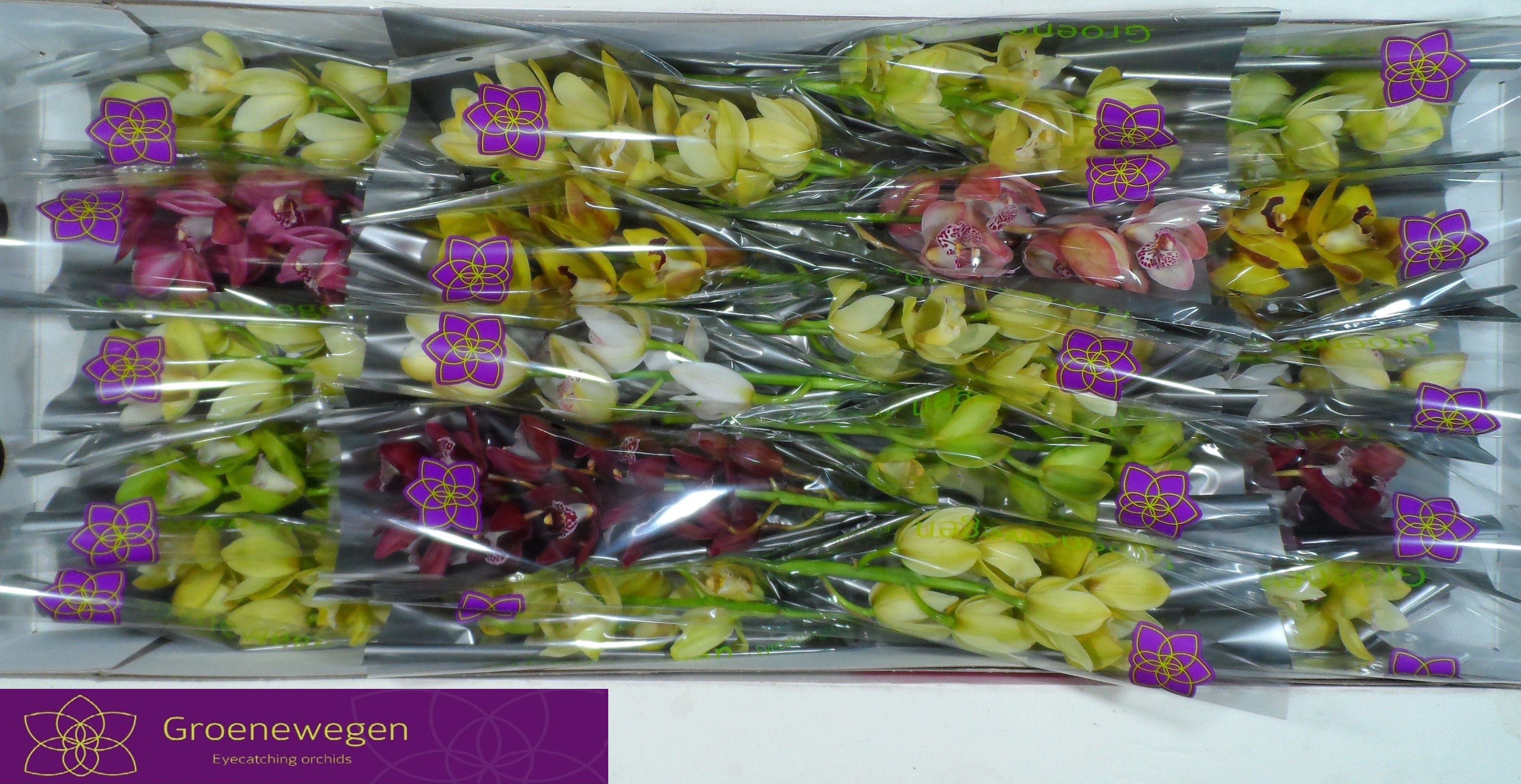 Cymbidium Asst Mini 40cm
