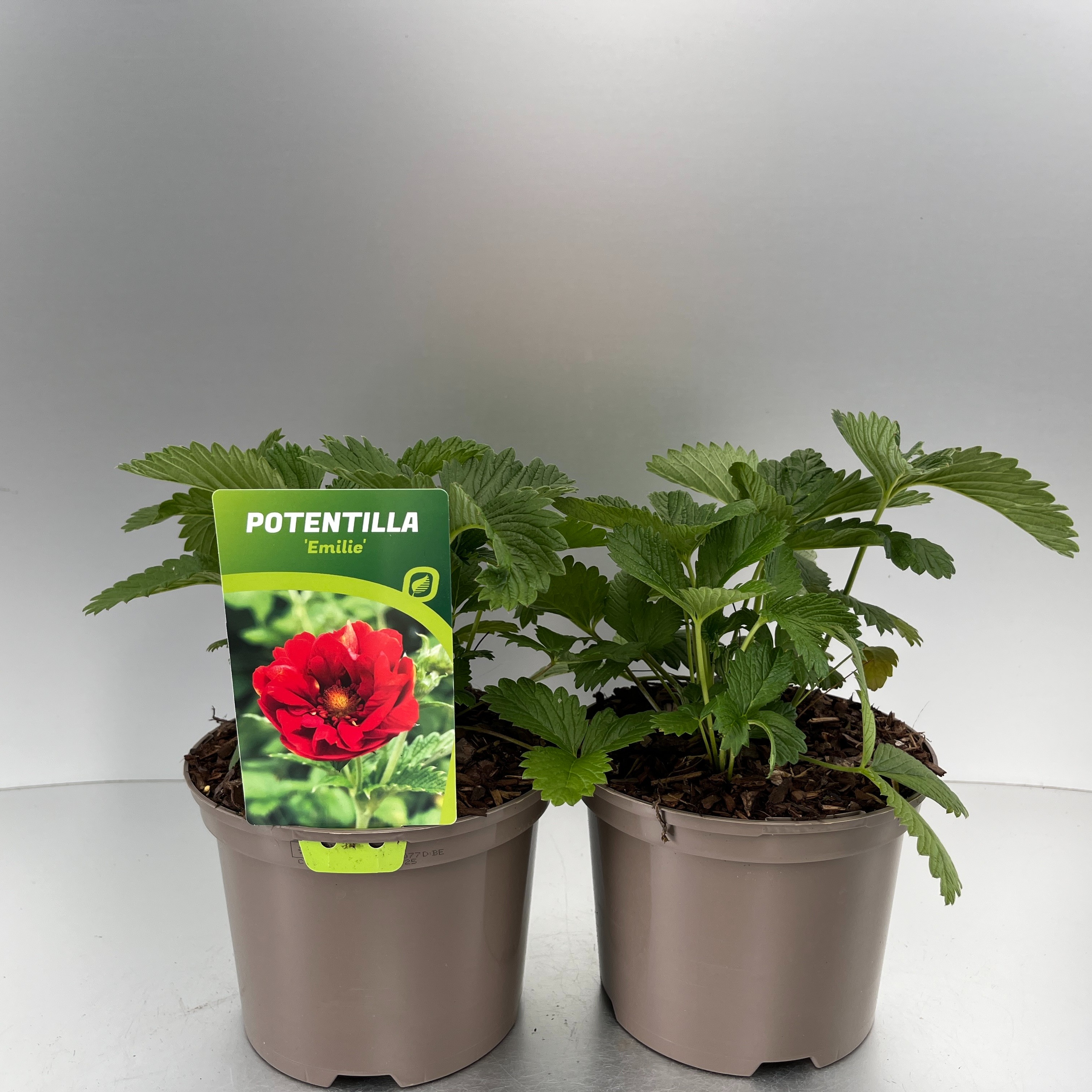 Picture of Potentilla Emilie P17 (2 Ltr)