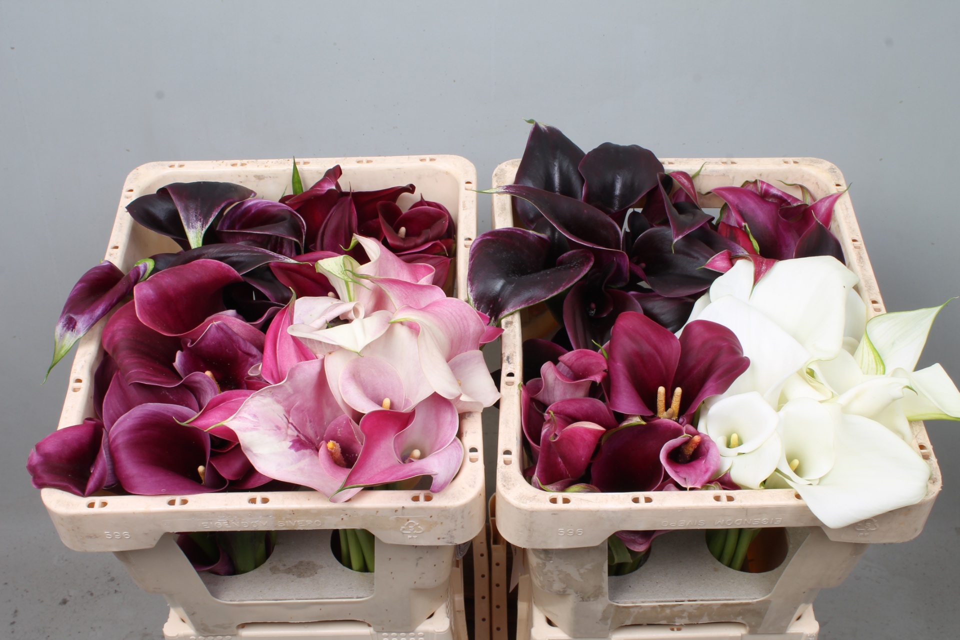 Calla Assorted 45cm