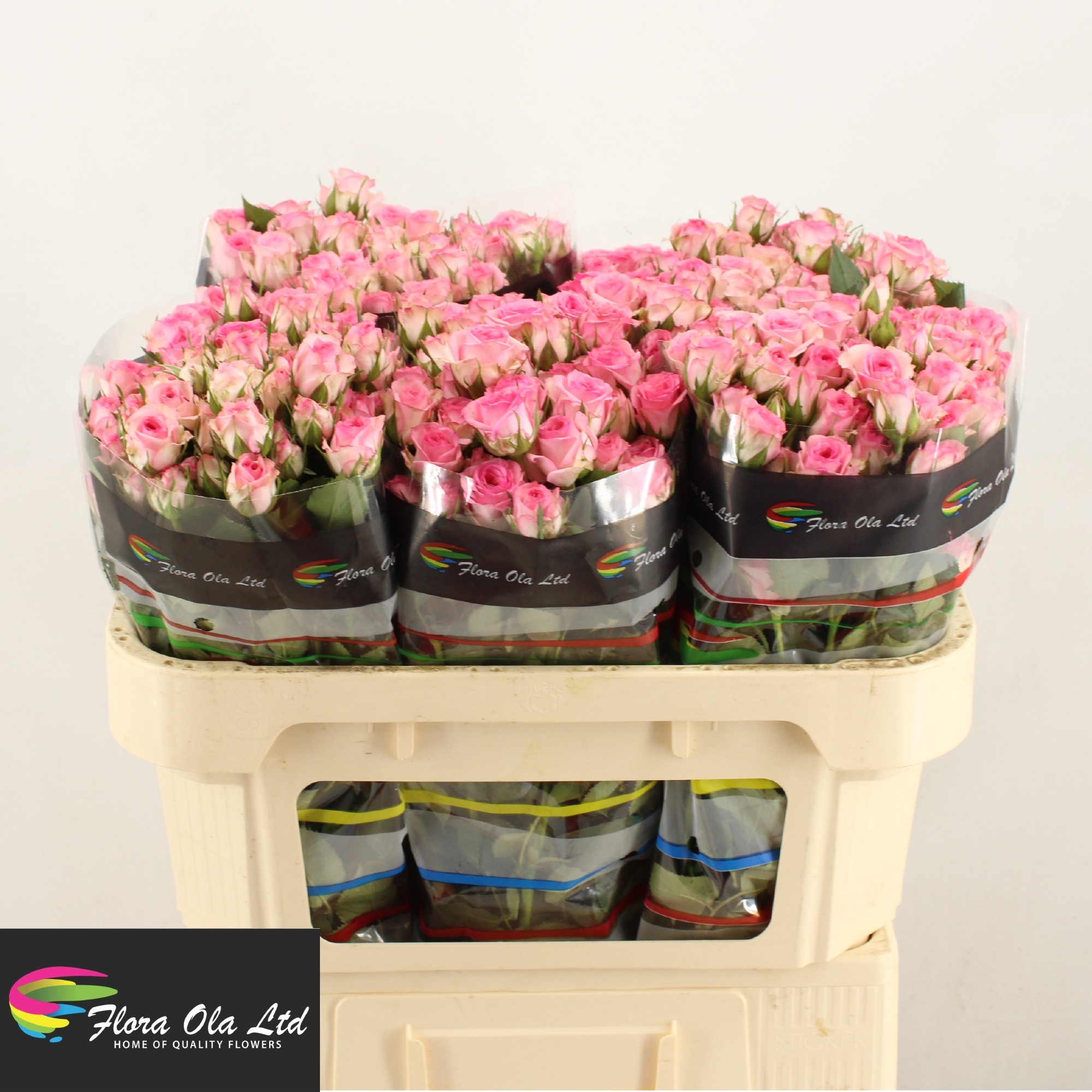 Rosa Spray Tralala 70cm