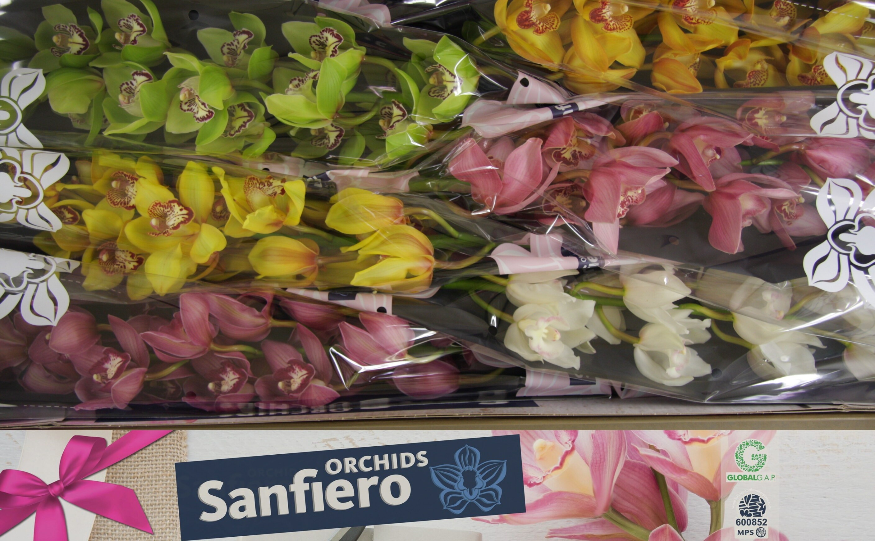 Cymbidium Asst 13bl