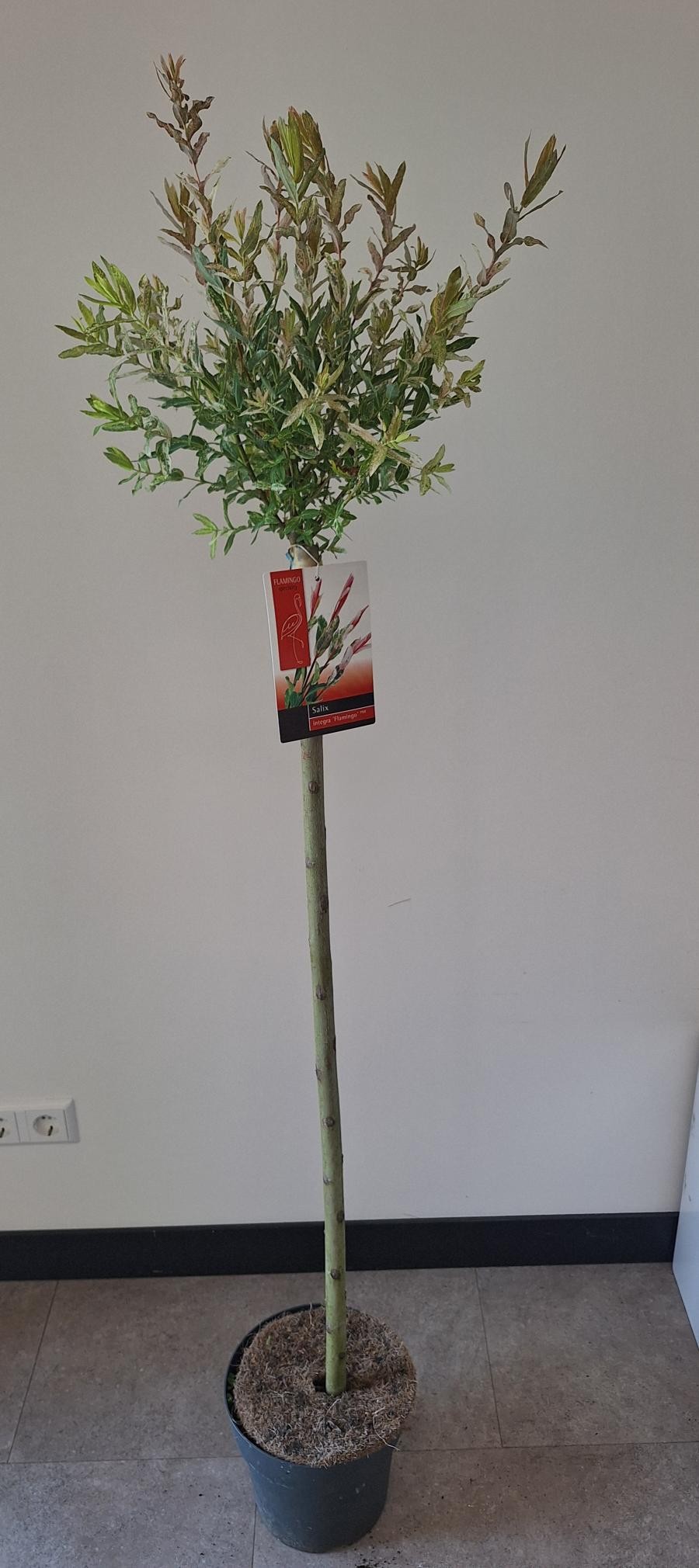 Picture of Salix Flamingo stam 100
