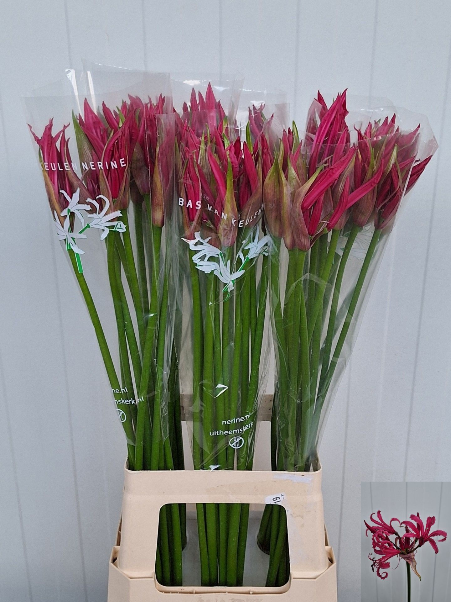 Ne Bo Lady Dani 70cm