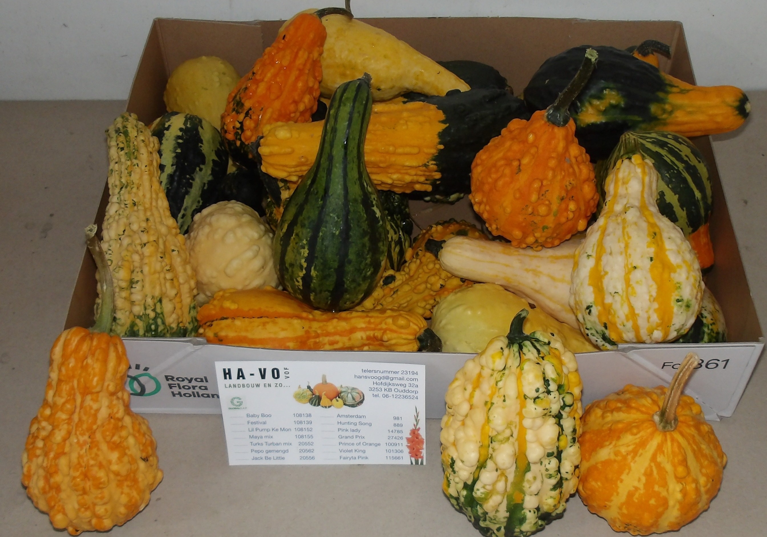 Cucurbita Maya Mix