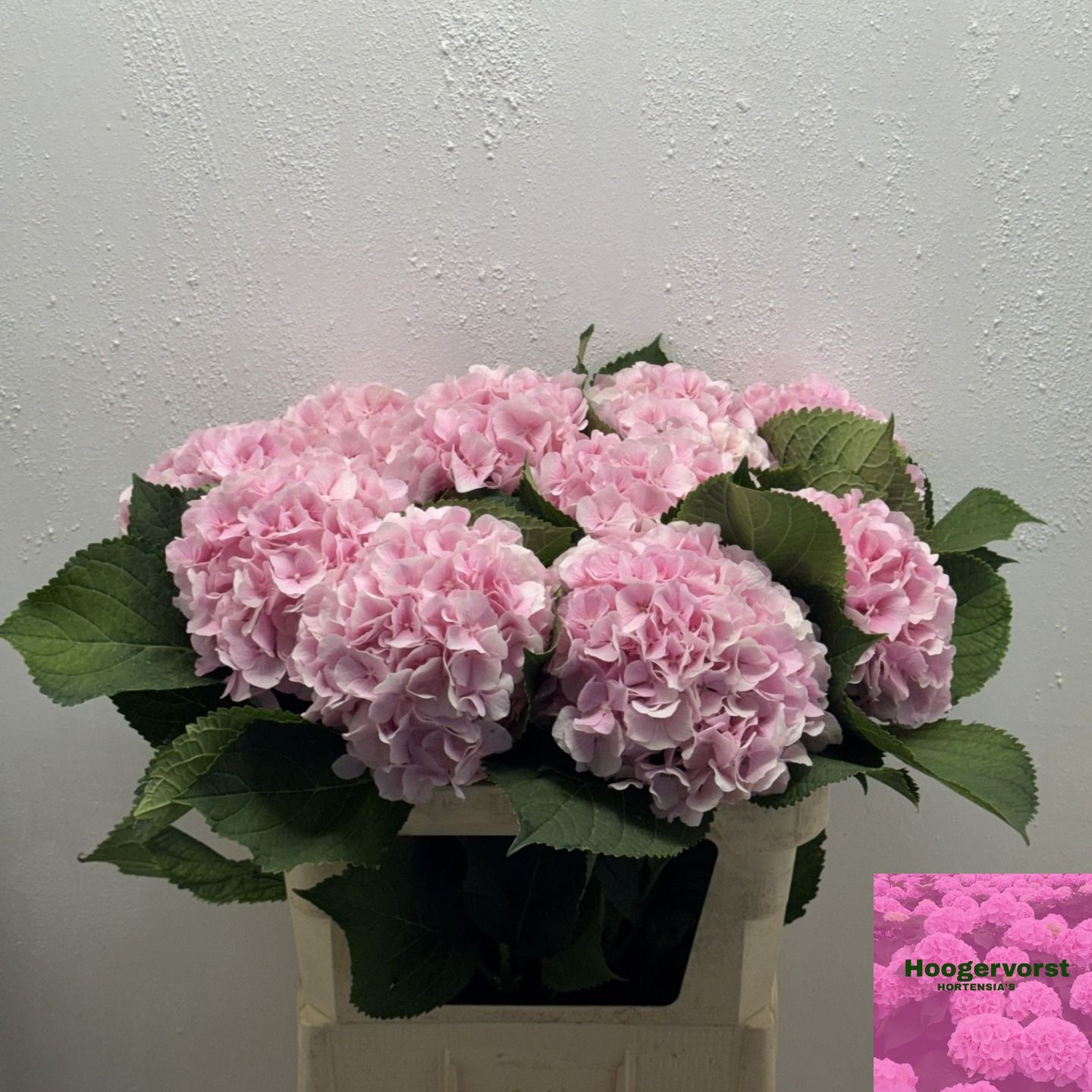 Hydrangea Verena Pink 80cm 20Ø