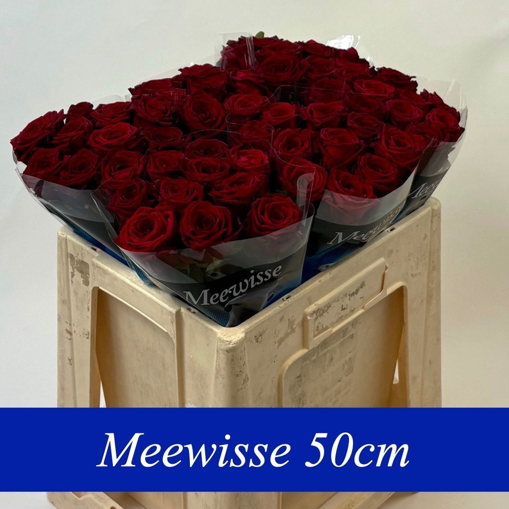 Rosa Red Naomi 50cm