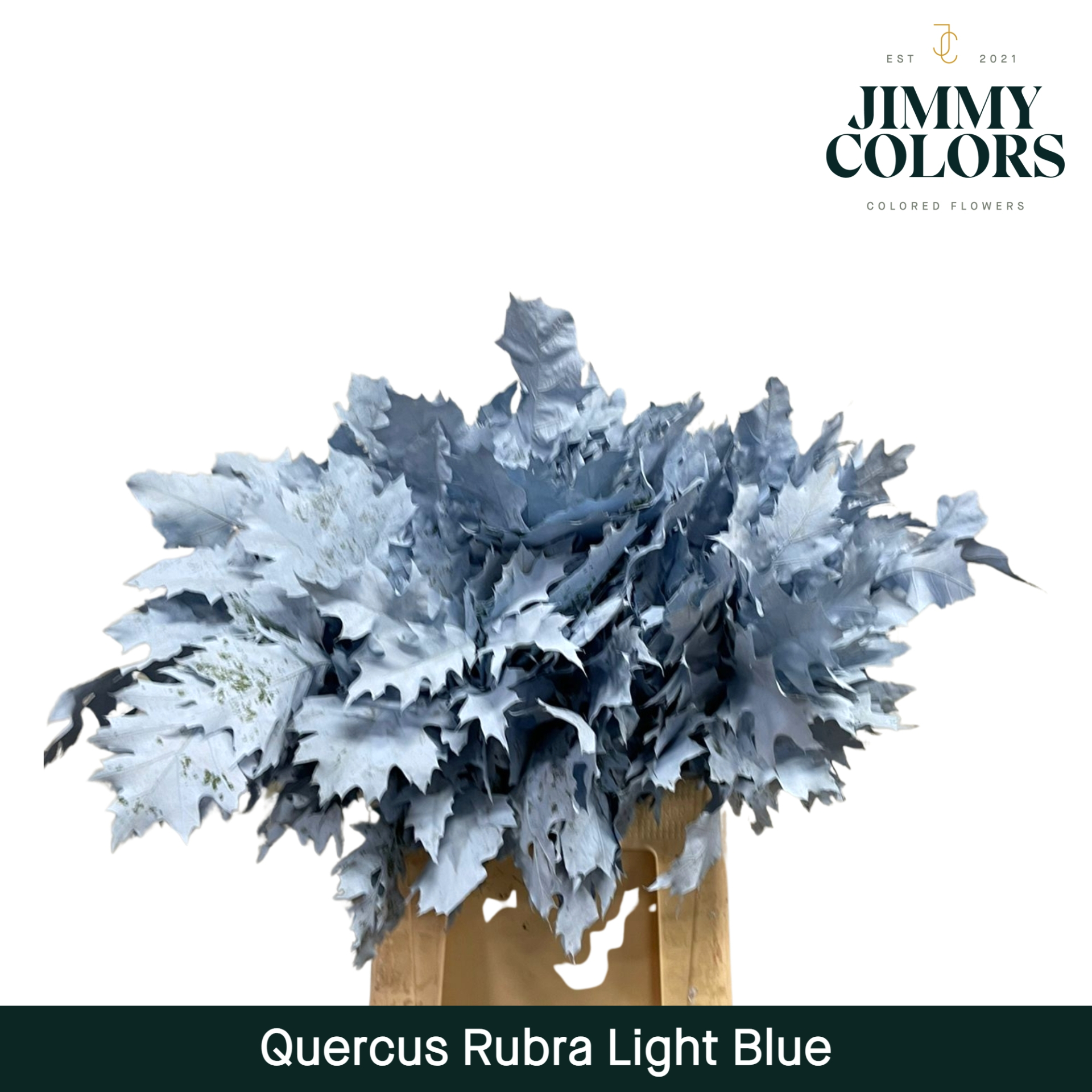 Quercus Rubra L60 Light Blue
