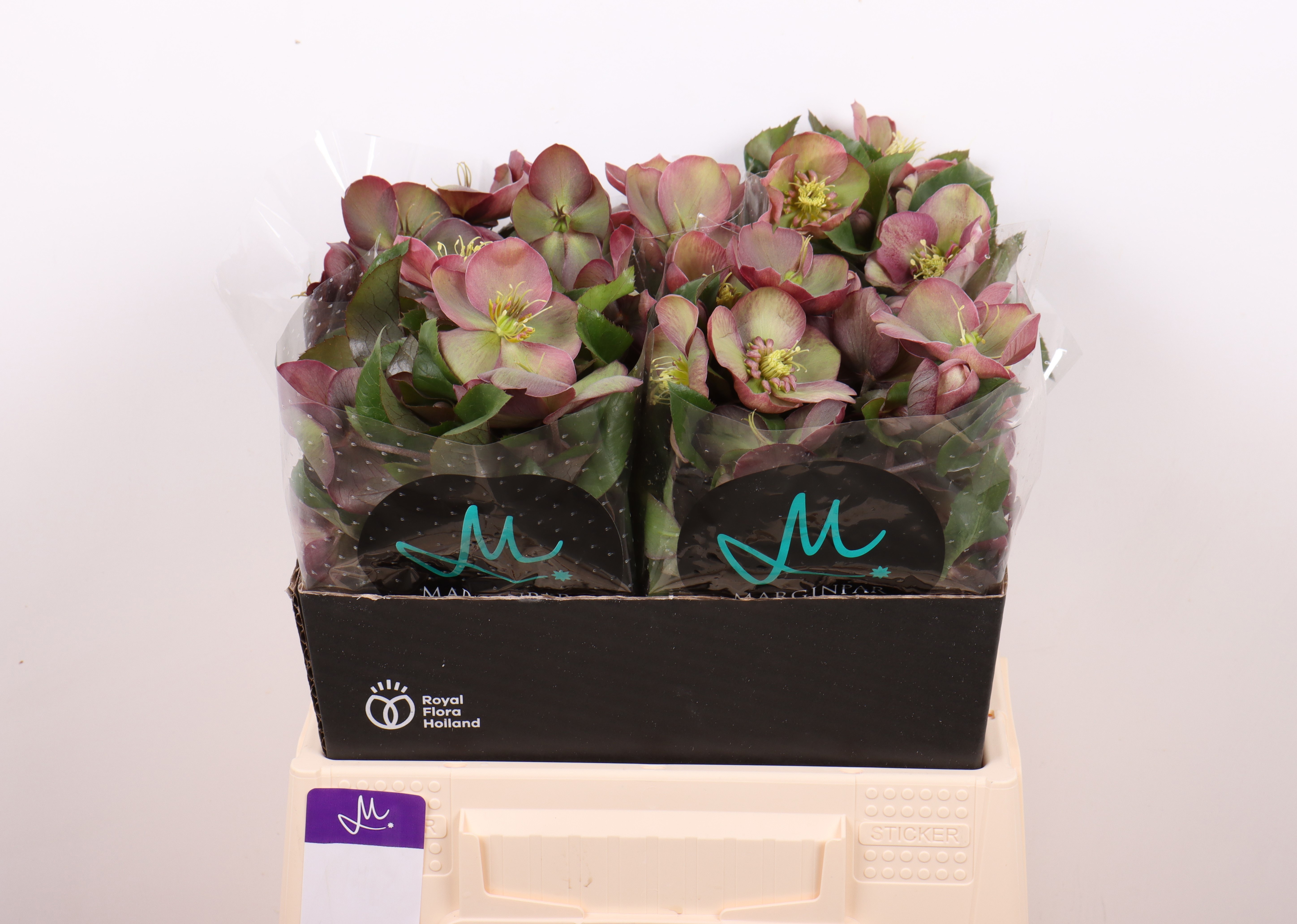 Hell Classic Grace 40cm