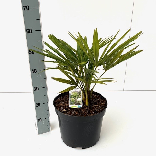 Picture of Trachycarpus fortunei C10 50-60