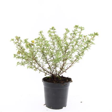 Picture of Potentilla f. Blink P14