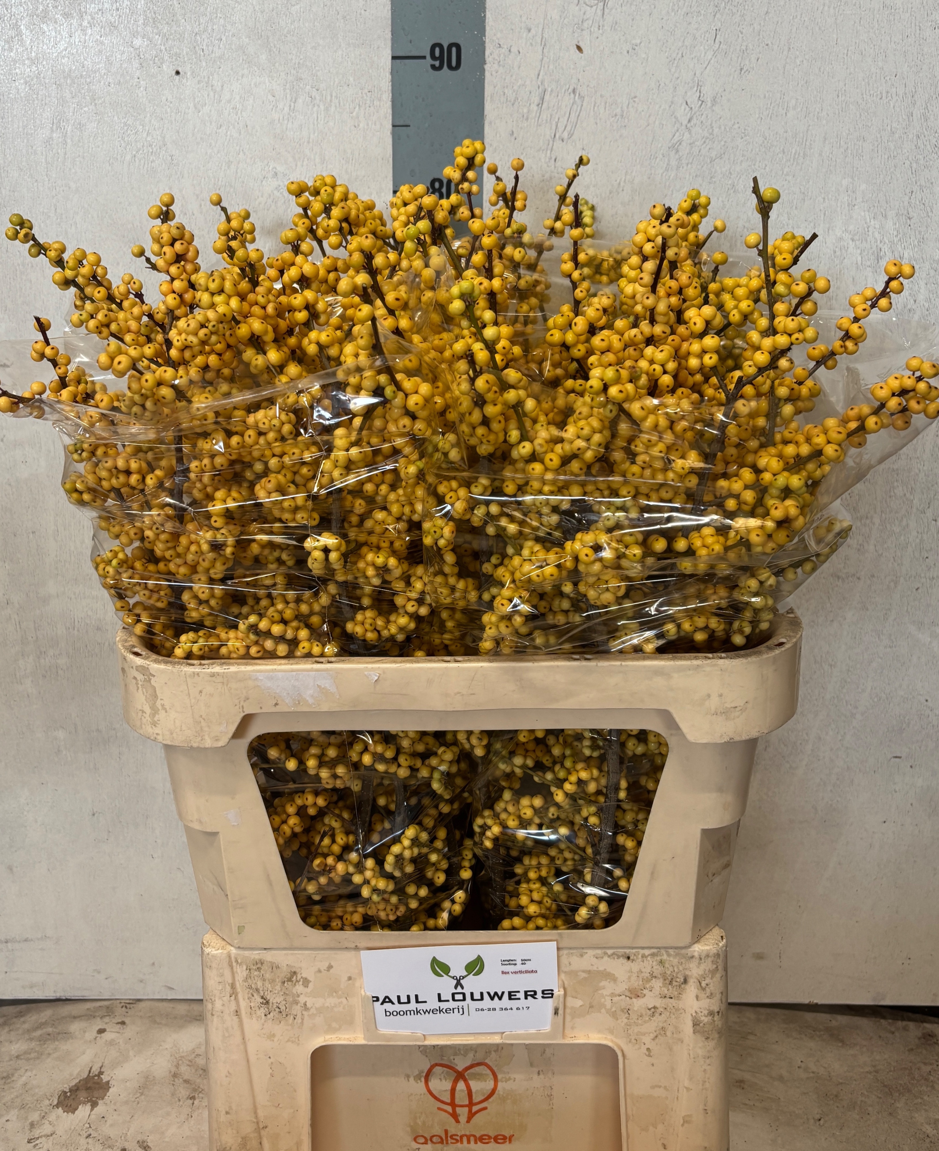 Ilex Citronella 80cm