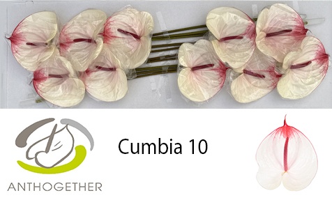Anthurium Cumbia 15Ø