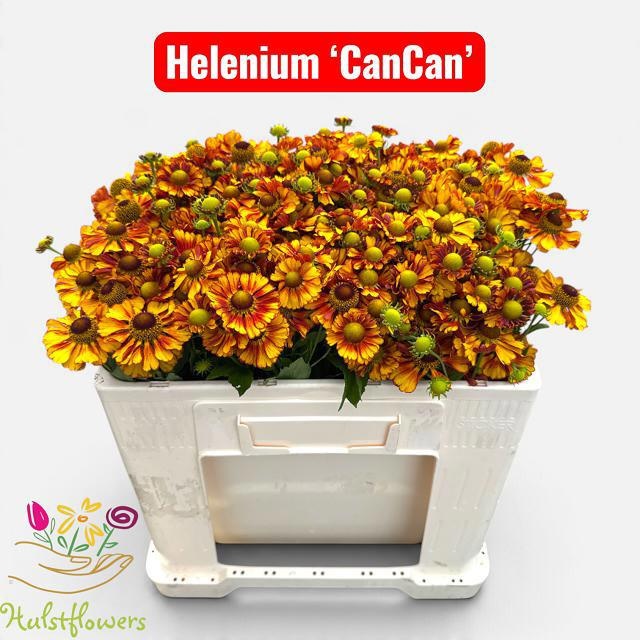 Helenium 50cm