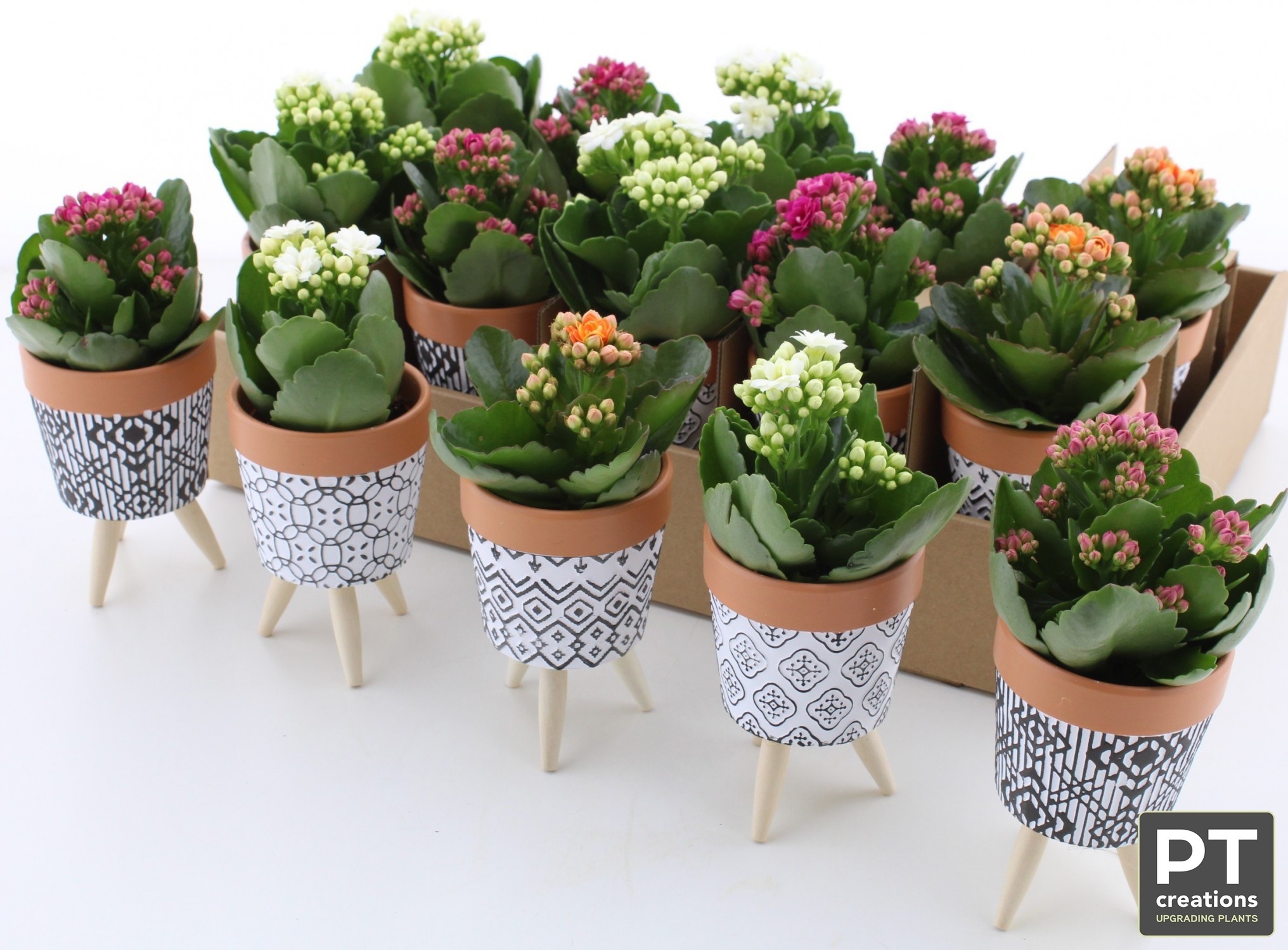Arr Kalanchoe 8P 21cm 12bloei
