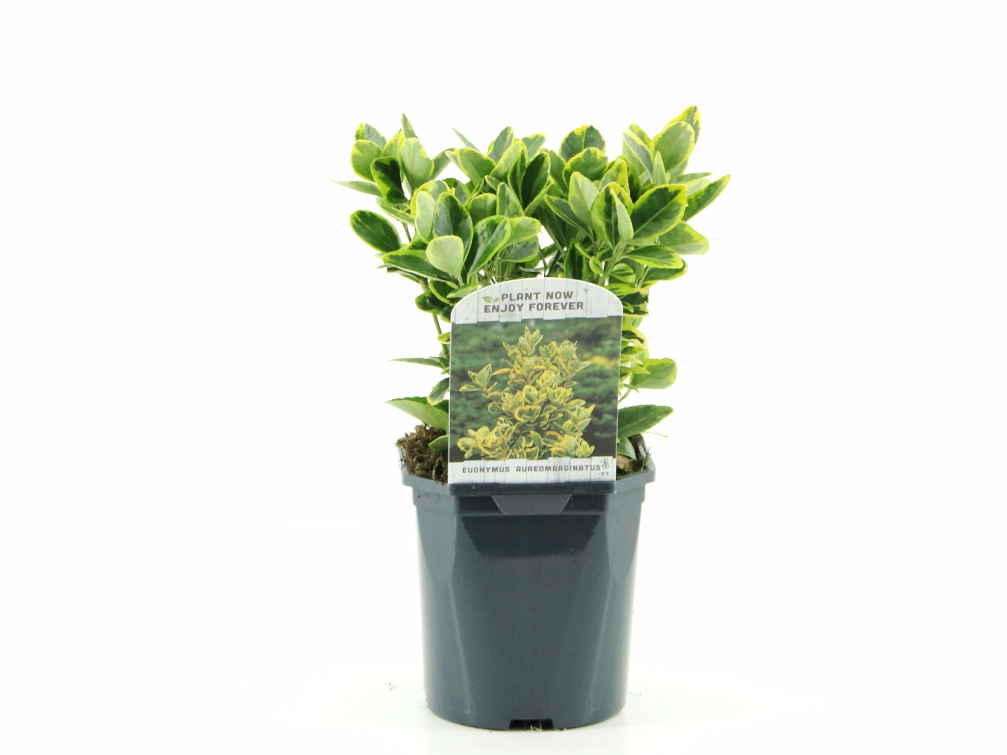 Picture of Euonymus jap. Aureomarginatus P17 (2 Ltr) Square