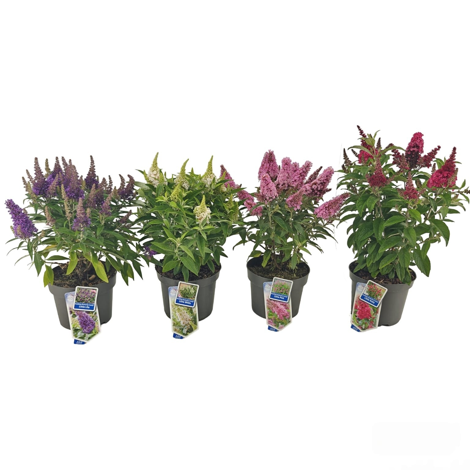 Picture of Buddleja d. Butt. Candy® mix P19 (minimum order one layer)