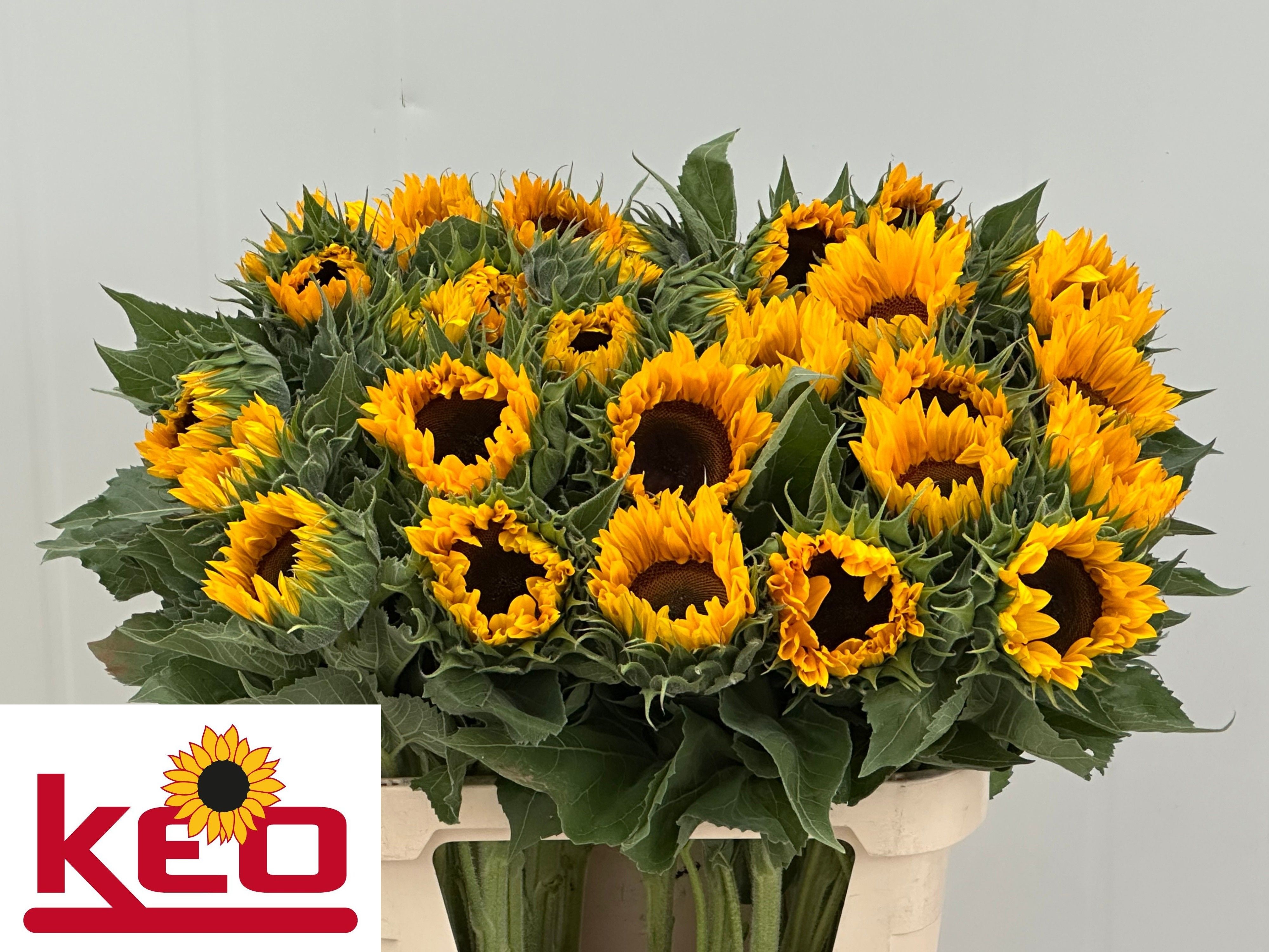 Helianthus Sunrich Or 80cm