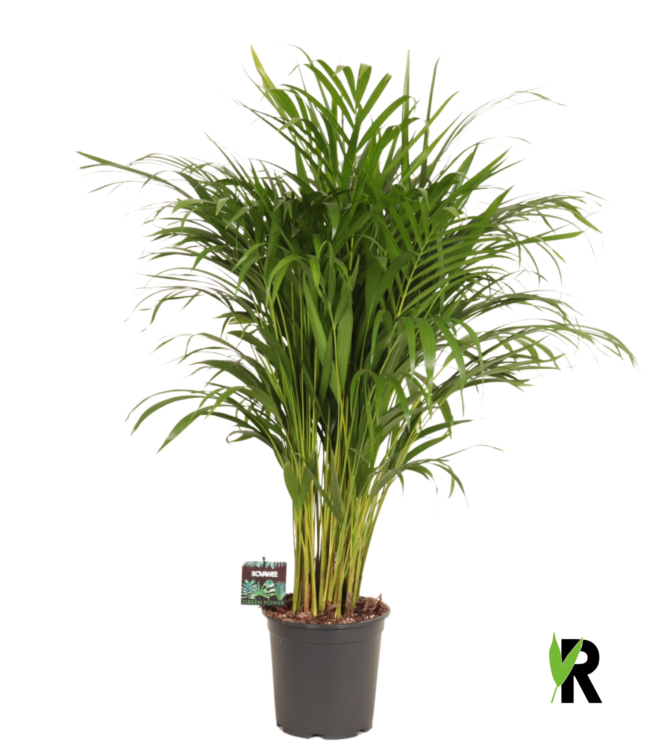 Dypsis Lutescens