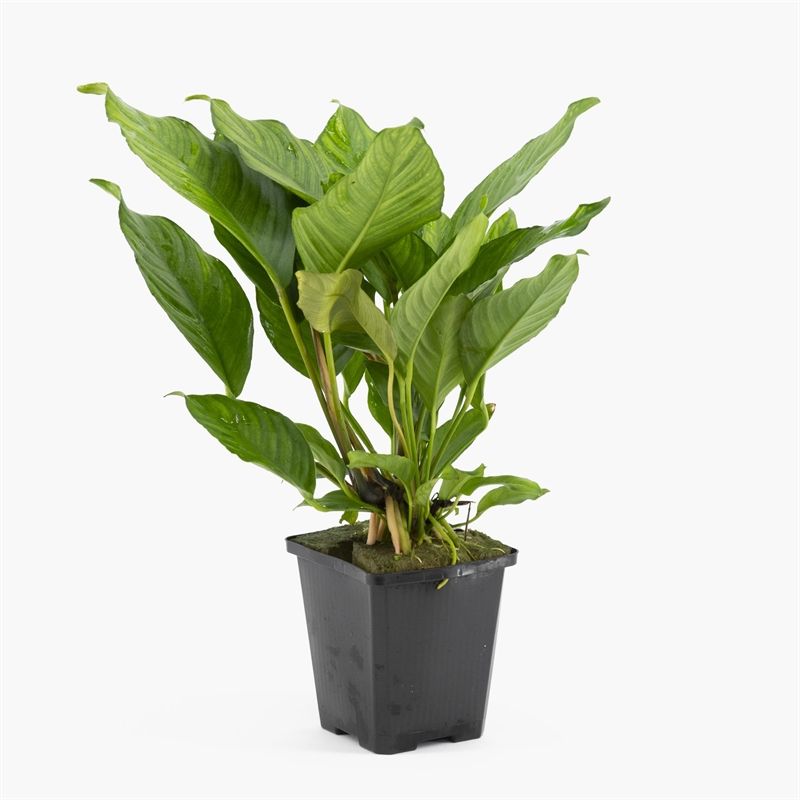 Anubias heterophylla