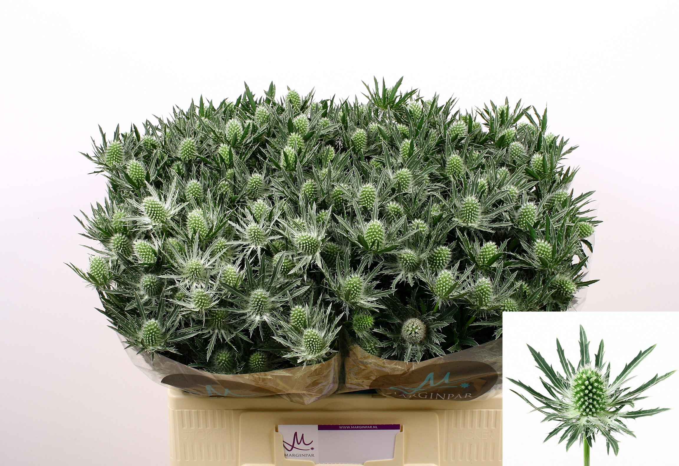 Eryngium Sirius Questar 60cm