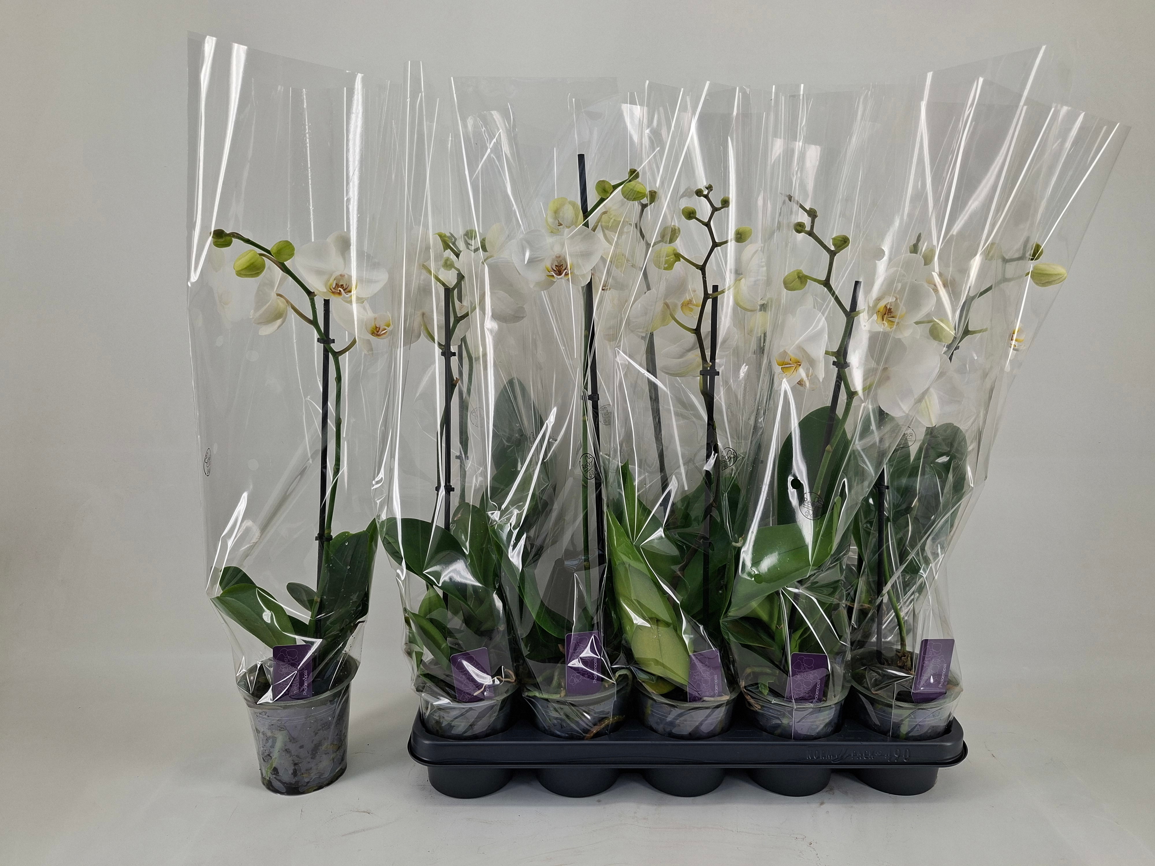 Phalaenopsis White 2 Stem 12Ø 45cm
