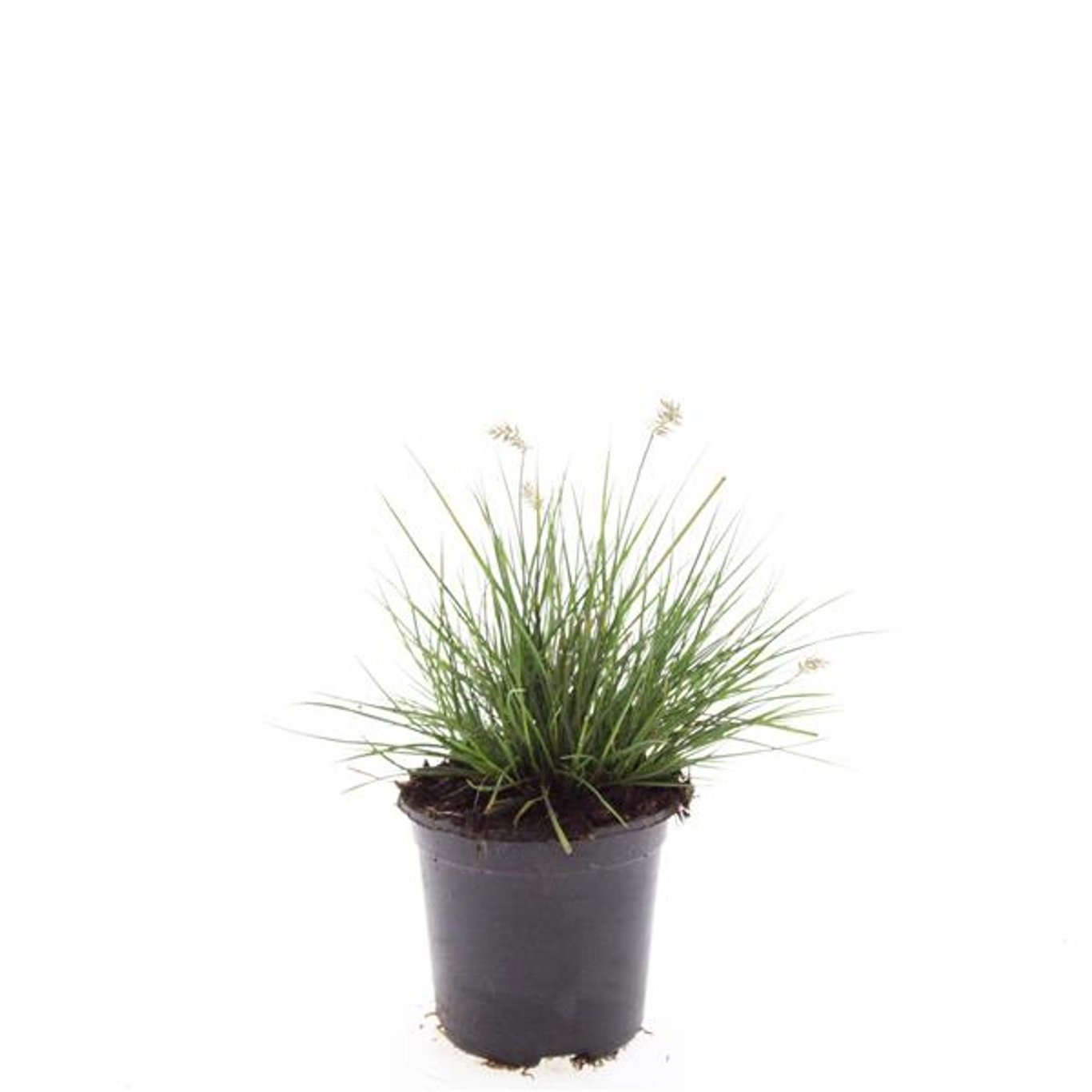 Pennisetum alopecuroides 'Little Bunny'