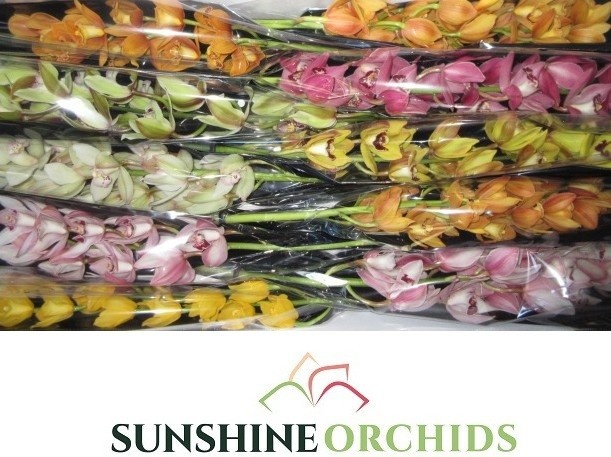 Cymbidium Asst Mini 60cm