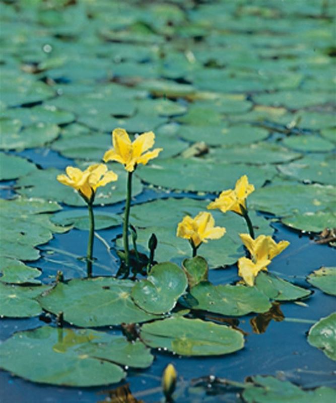 Picture of Nymphoides peltata P18 (2.5 Ltr)