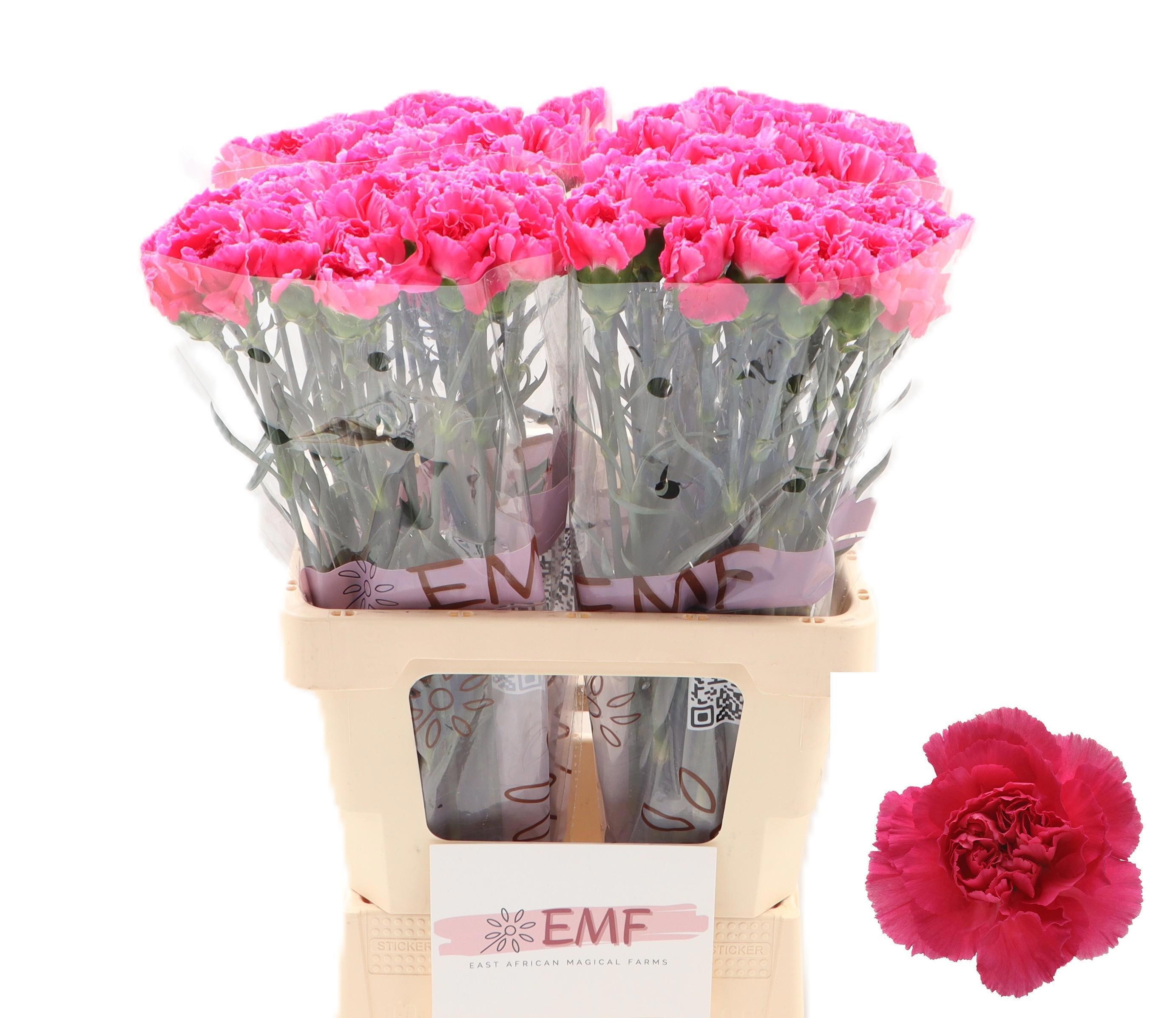 Dianthus Cherry Damasc+ 60cm