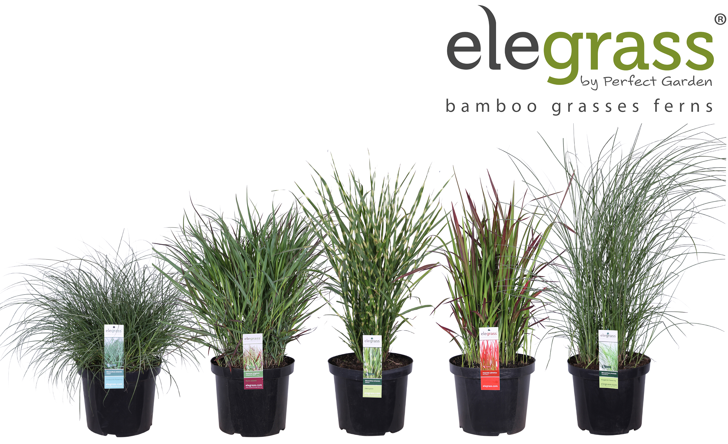 Picture of Grassen mix shelve - Elegrass Hardy Ornamentals P29