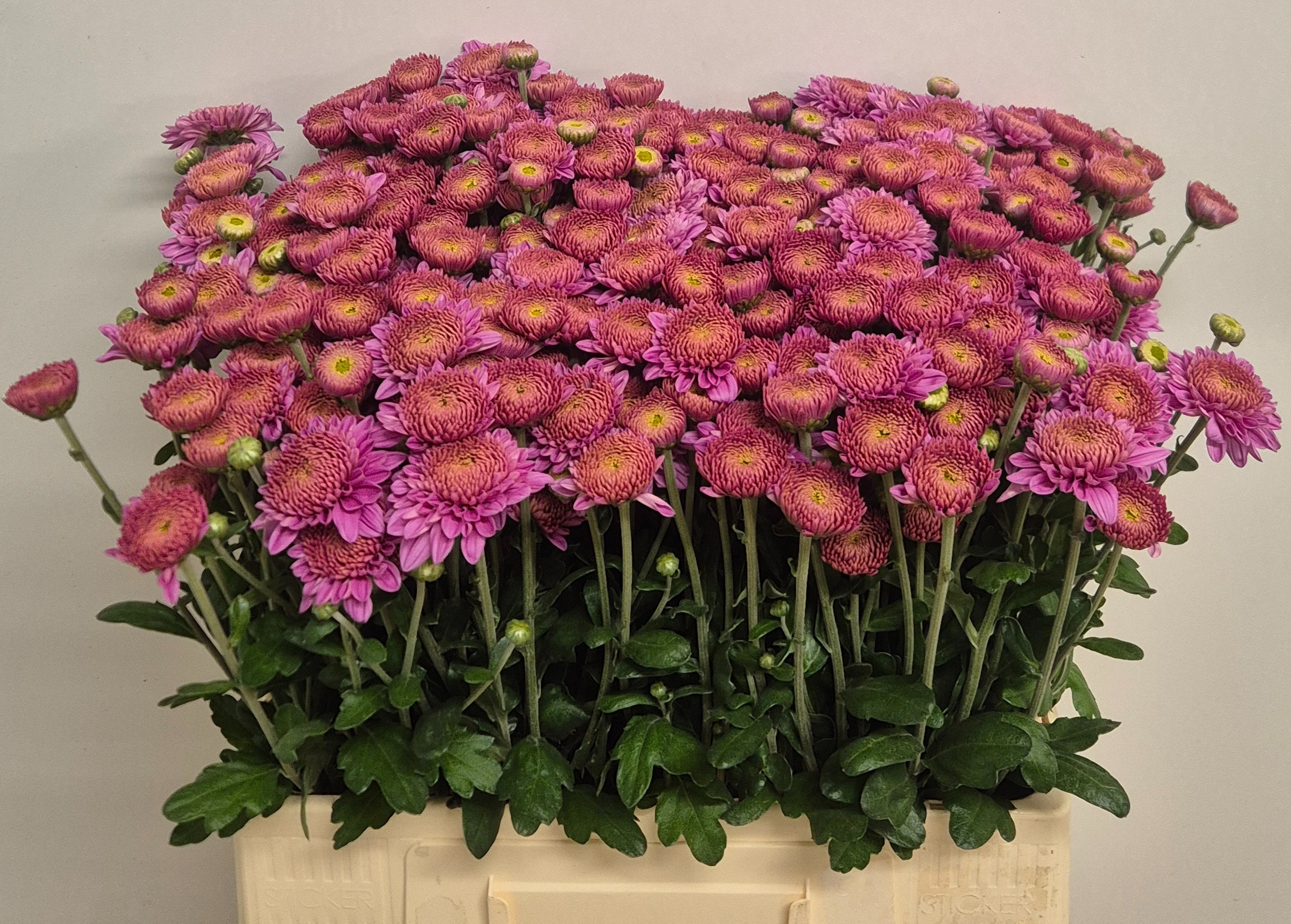 Chr T Blenda Purper
