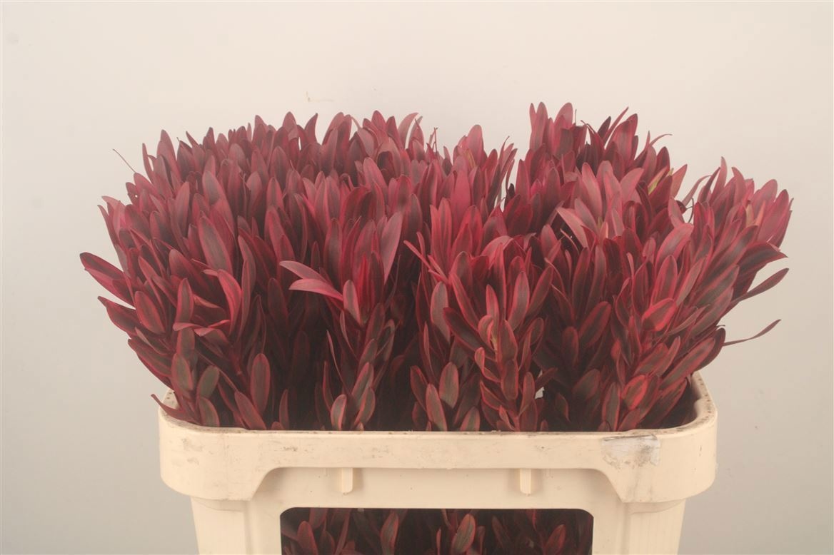 Leucadendron Jester 70cm