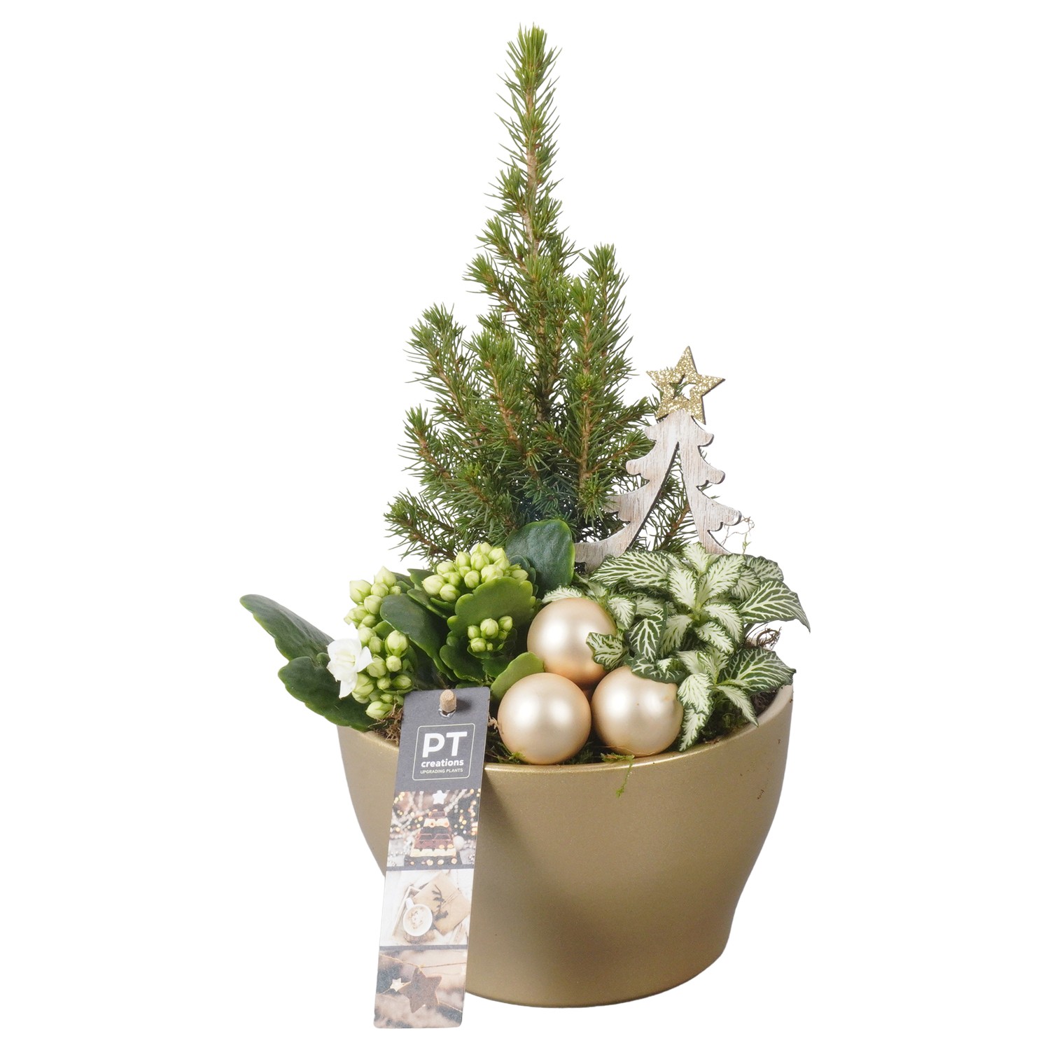 Picture of PTKB9356 Arrangement X-Mas in ceramic pot P15 31CM