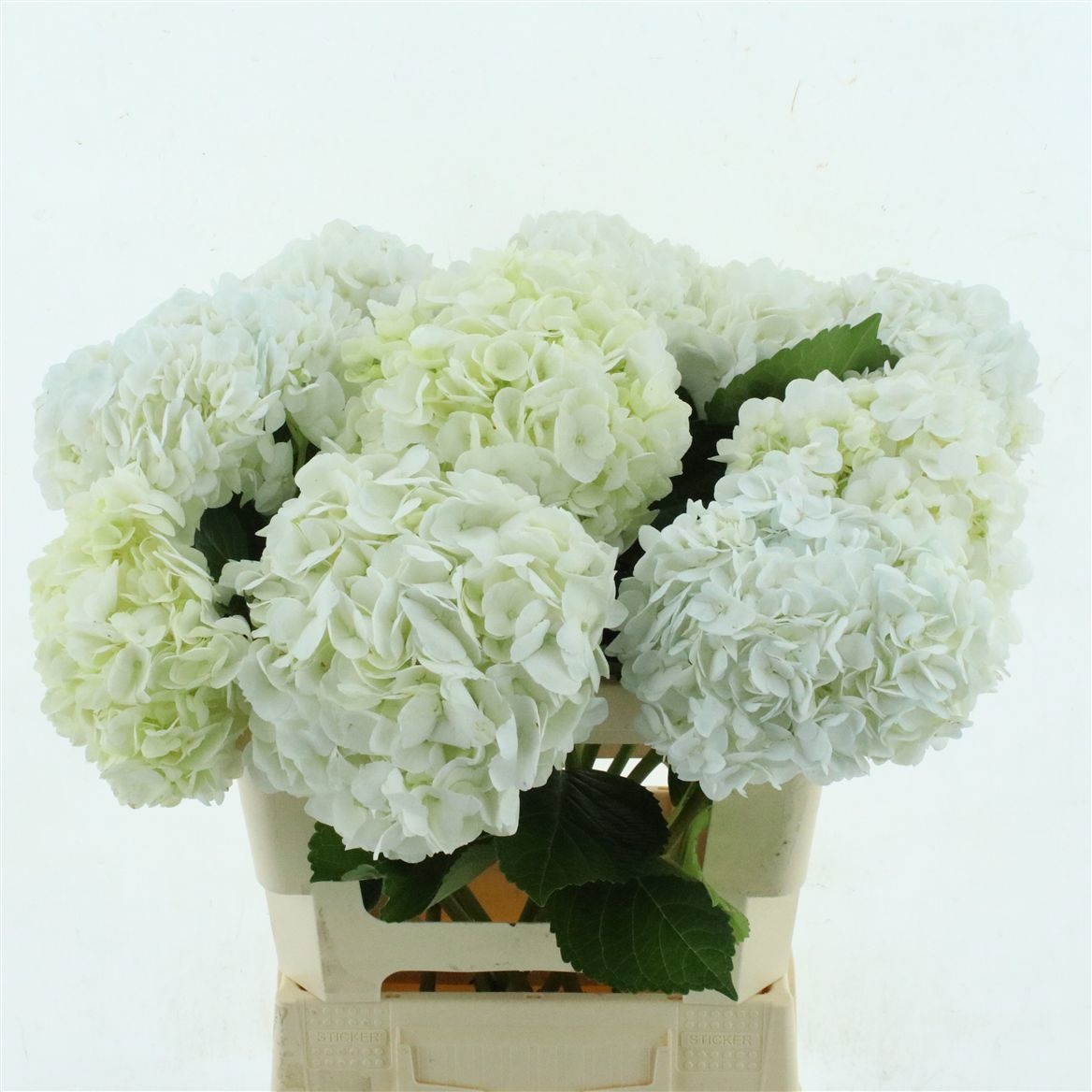 Hydrangea 60cm 19Ø