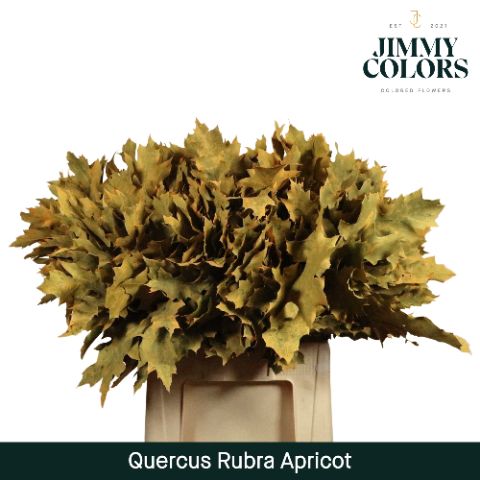 Quercus Rubra L60 Apricot