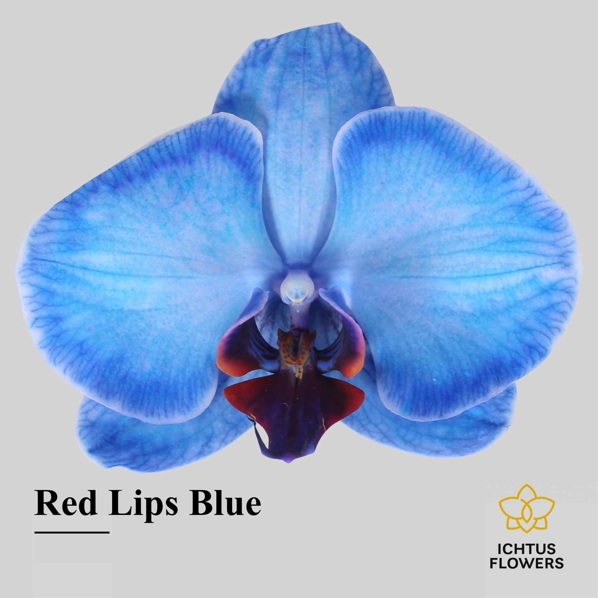 Phal Painted Red Lips Blue Bloem 25 Bloemen